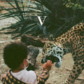 Unknown Mortal Orchestra – V