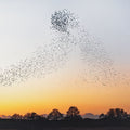 Erland Cooper – Dawn Chorus - I. Paradisaea - Andante moderato