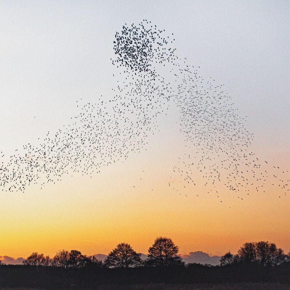 Erland Cooper – Dawn Chorus - I. Paradisaea - Andante moderato