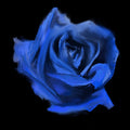Current Joys – ROSEBUD