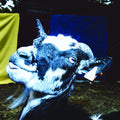 Barely Autumn – Day Trip to the Petting Zoo