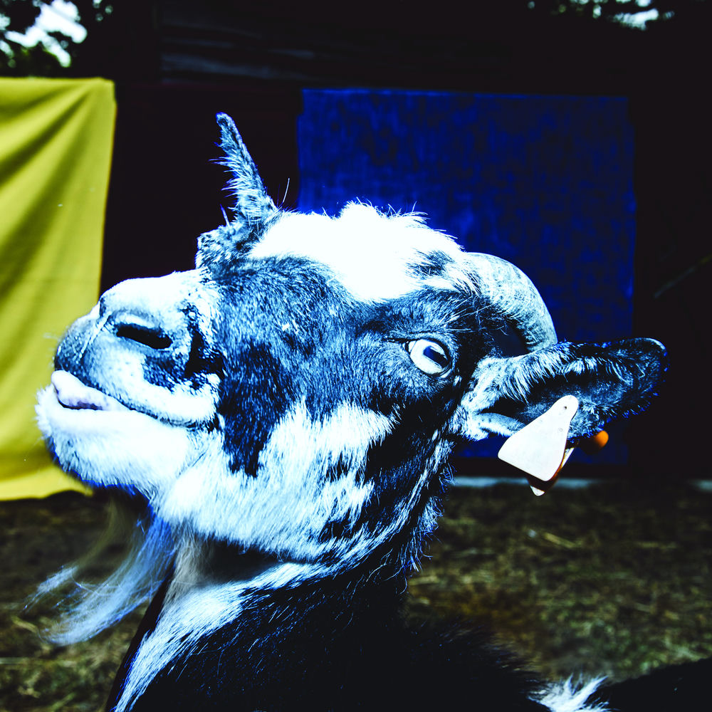Barely Autumn – Day Trip to the Petting Zoo