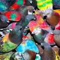 Blawan – SickElixir