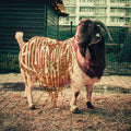 Bokkerÿers – Jaobik (Volksleed)