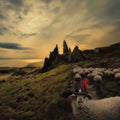 Franck Carducci – Sheeple