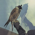 Iceage – You're Nothing (+ 2)