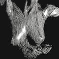 Oceansize – Self Preserved While the Bodies Float Up