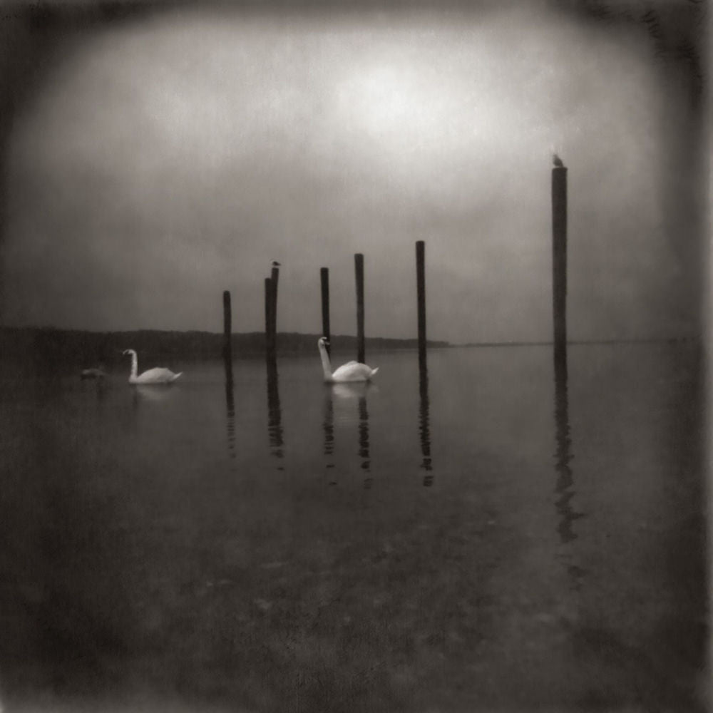 Om – Conference of the Birds