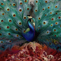 Opeth – Sorceress