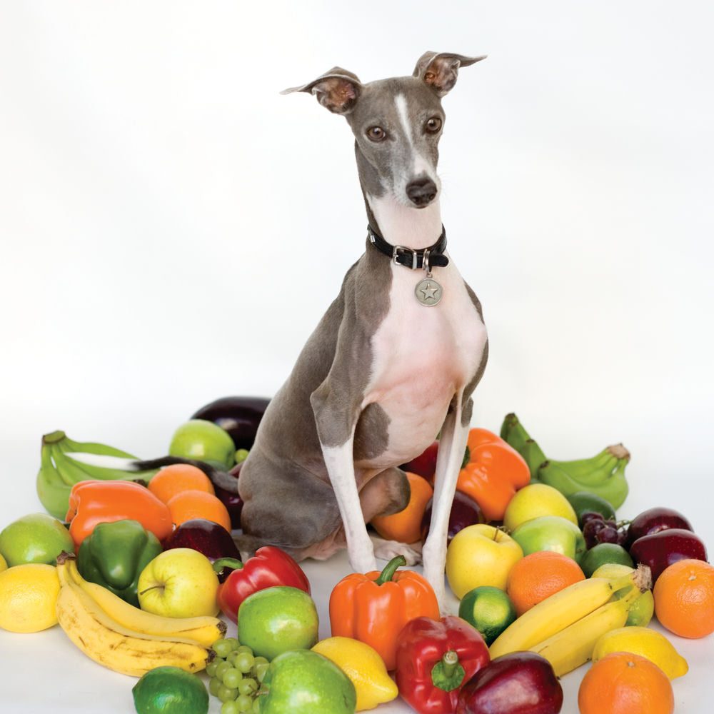 Shellac – Excellent Italian Greyhound