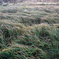 Steve Gunn – Music For Writers