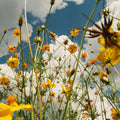 Tasha – You Are Spring!