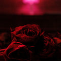 The Paper Kites – Roses