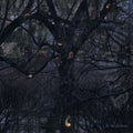 Trelldom – ...By The Shadows...