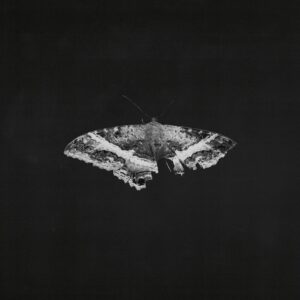 Kendrick Lamar - To pimp a butterfly artwork for album