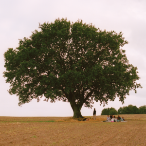 APHACA vild ungdom album cover artwork