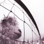 Pearl Jam - Vs. 1 X LP cover