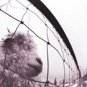 Pearl Jam - Vs. 1 X LP cover